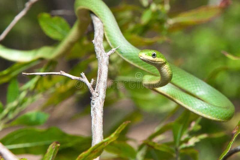 smooth green snake vs rough green snake