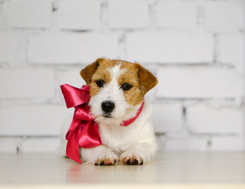 Rough Jack Russell Terrier with Pink Collar and Ribbon Stock Photo