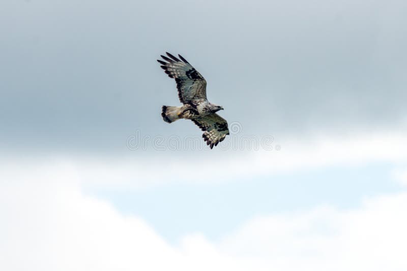 The rough legged buzzard/buteo lagopus photographed in flight