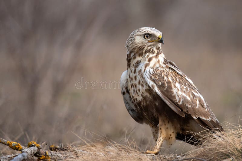 Rough-legged Buzzard, Buteo lagopus, stands on the ground