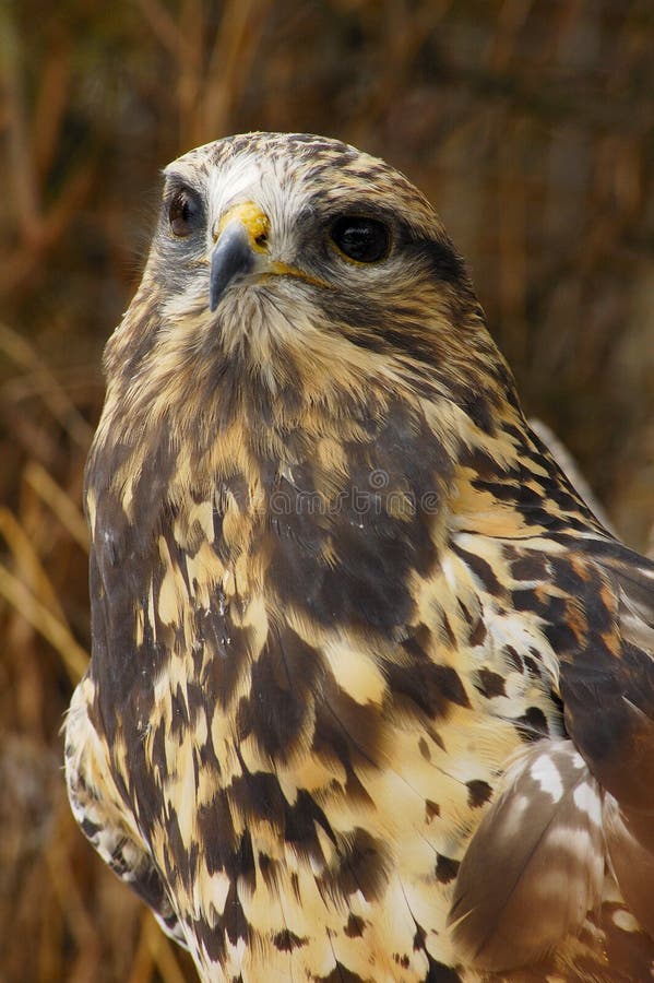 Rough-legged Hawk (3) stock photos Rough-legged Hawk (3) stock photos