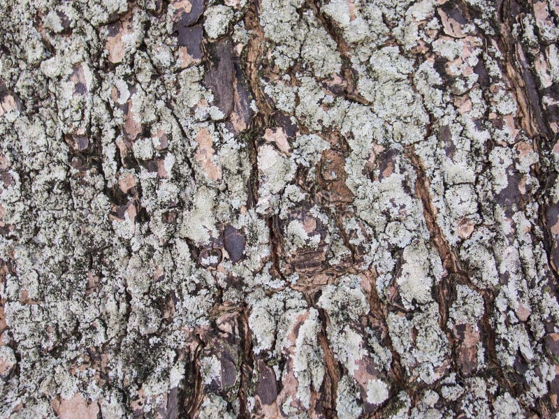 Rough old tree bark closeup photo texture. Rustic tree trunk closeup. Oak bark pattern. Textured lumber background. Weathered timber surface. Rough bark. Natural layered lumber texture. Old wood macro