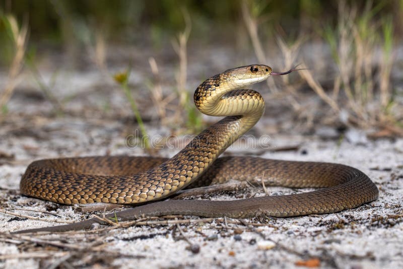 Rough-scaled Snake stock photo. Image of position, striking - 212751690