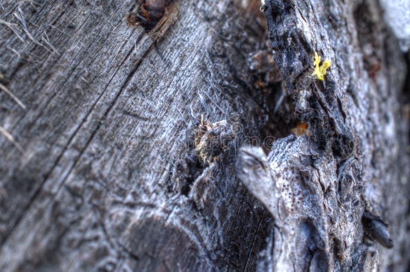 Rough weathered tree log texture bark surface stock images
