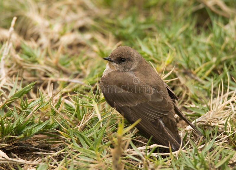 Rough-winged Swallow