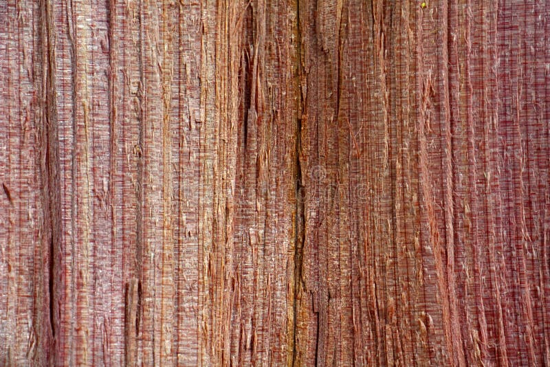 Rough wood grain, Juniperus Virginiana