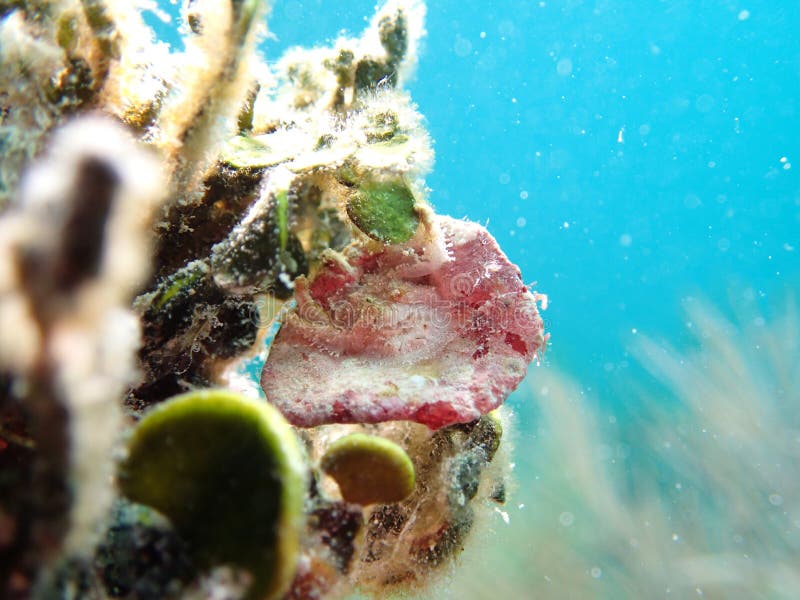 Roughback Crab Florida Keys Stock Photo Image of scubadiving
