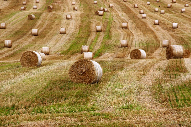 Golden hay bales stock photo. Image of scenery, package - 54116822