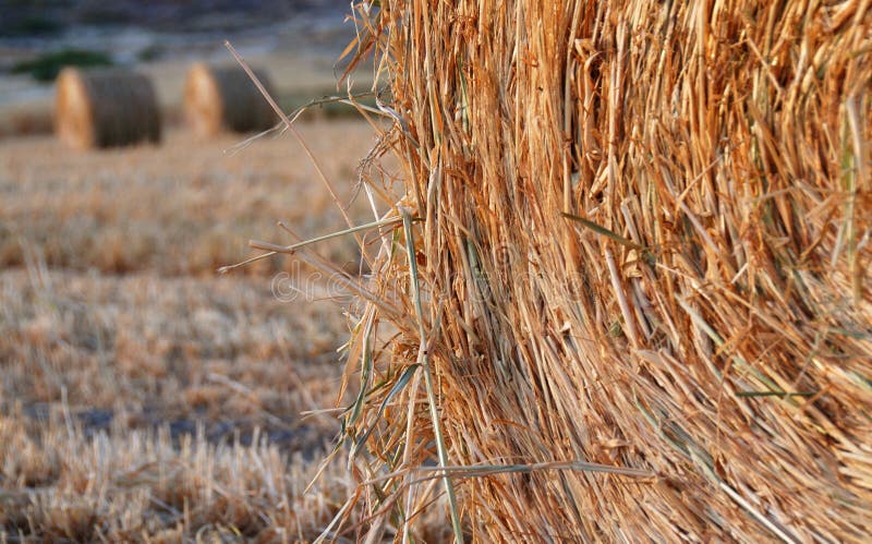 Round bales of hay after harve