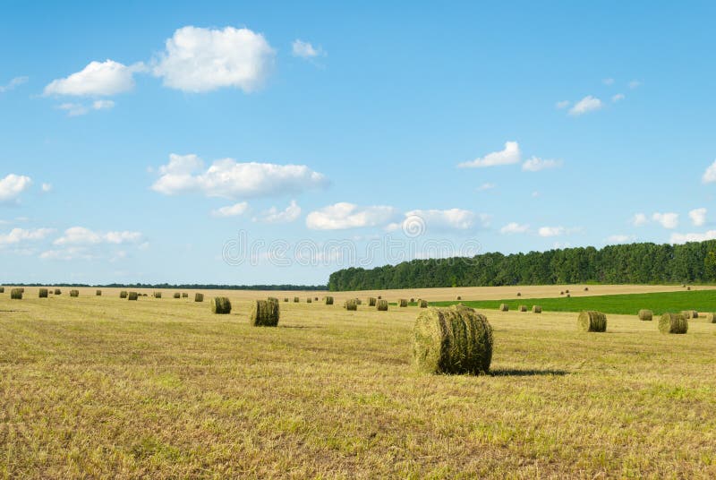 Round bales of straw grass stock photo. Image of summer 74186706