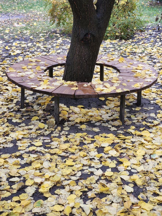 Round bench around a tree. Autumn landscape. Bench in the park stock images