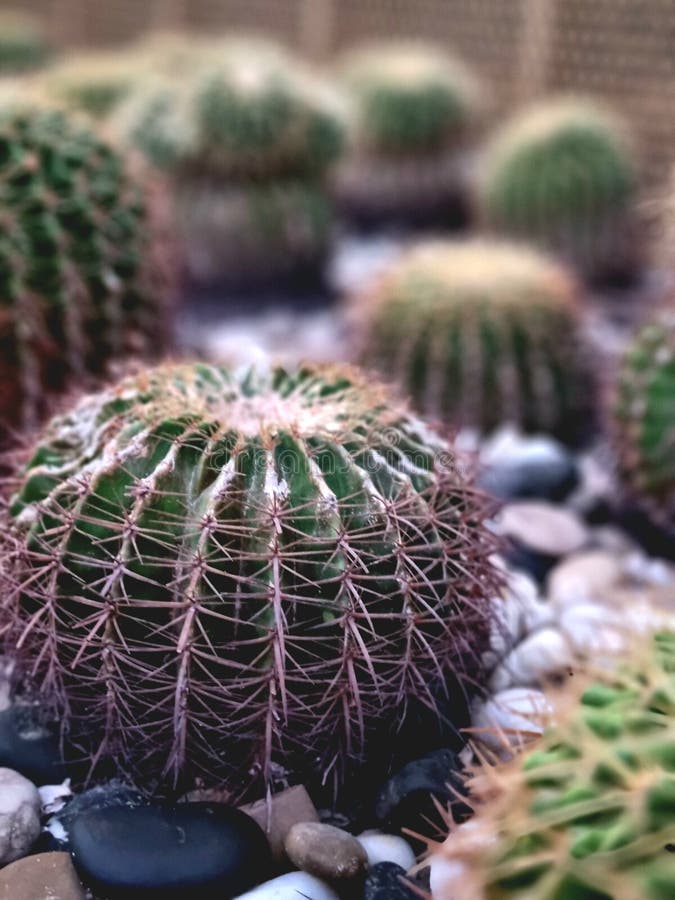 Round cactus, close-up, large object stock image