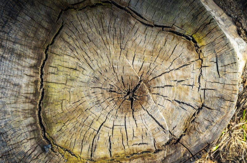 Round cut down tree with annual rings texture background