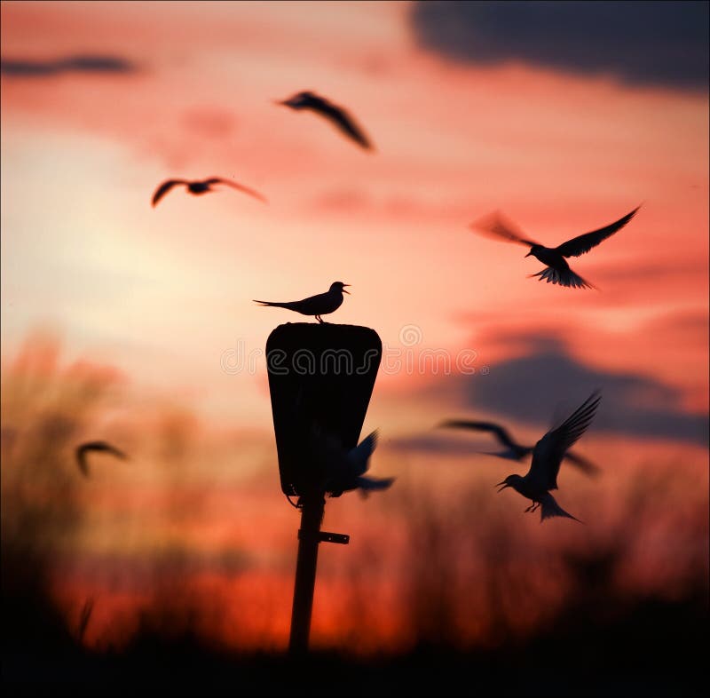 Round dance at a dawn.