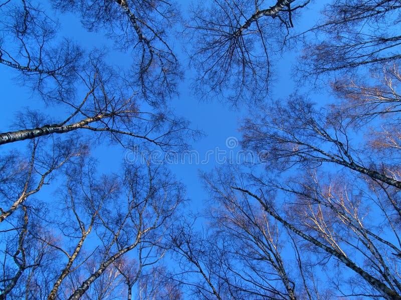 Round dance of trees