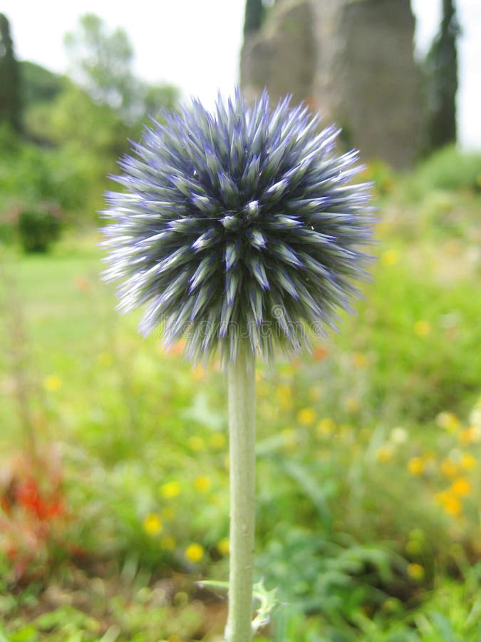 Round danish ball flower