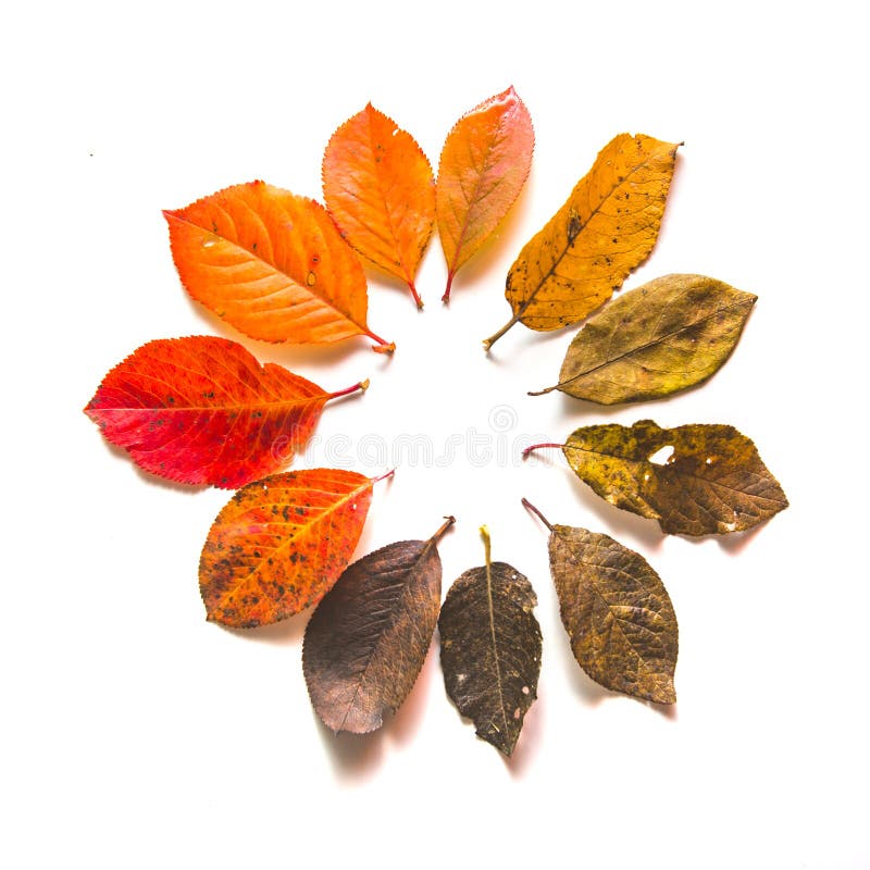 Round Gradient of Fall Leaves. Autumn Stock Image - Image of brown ...