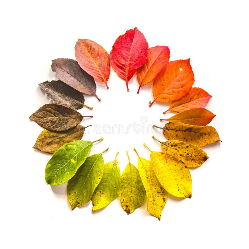 Round Gradient of Fall Leaves. Autumn Stock Photo - Image of color ...