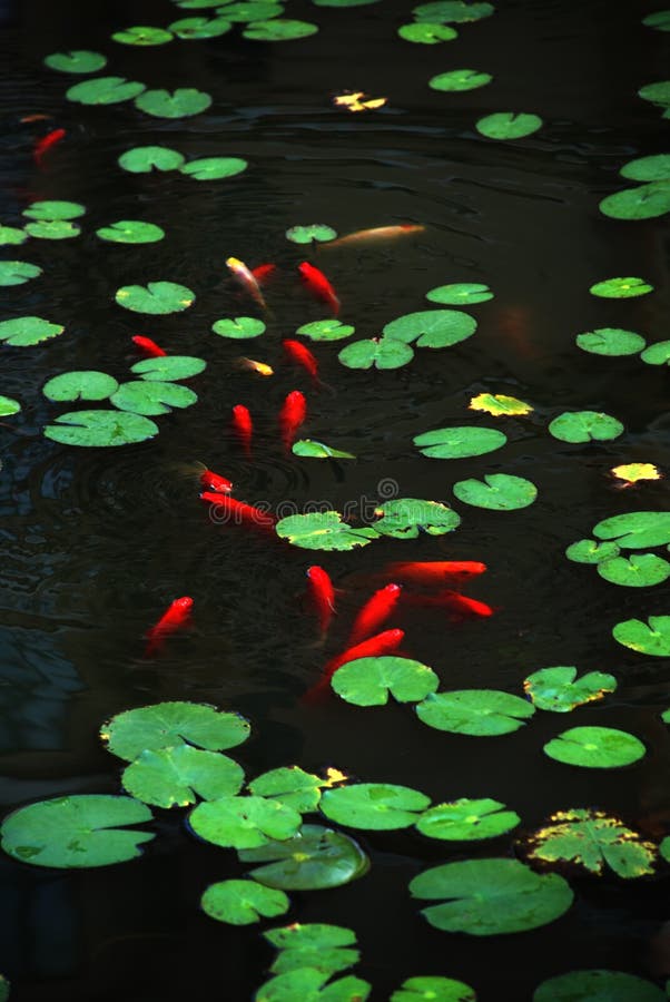 The round green lotus leavs and fish