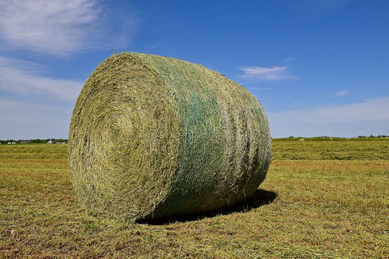 Round hay bale in an alfalfa field.