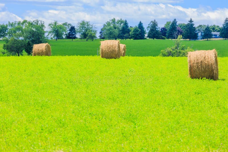 Round Hay Bales on the Green Field Stock Image Image of agriculture