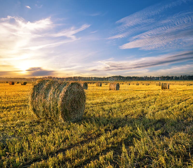 Round haystacks of hay in the farm field