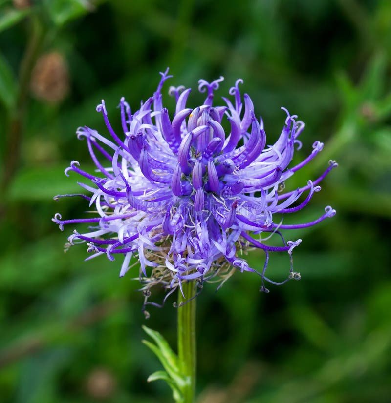 Round headed Rampion stock photo. Image of downs, summer - 43428158