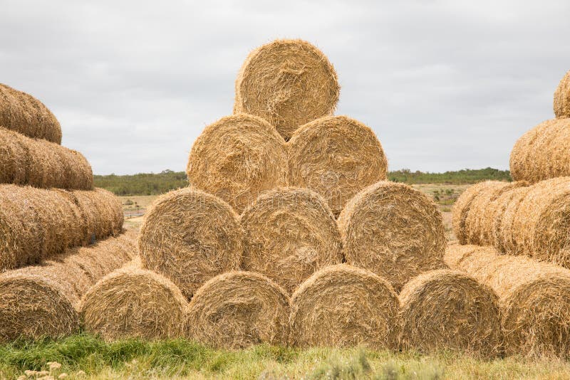 Animal Feed Hay Stack of 4 Levels High Stock Image - Image of front, high:  175058621