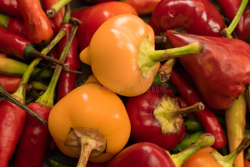 Round Hot Orange Pepper on a Background of Red Chili Pods Tinted Pattern Stock Photo Image of