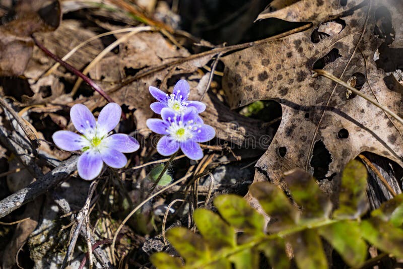 Round-Lobed Hepatica, Anemone americana