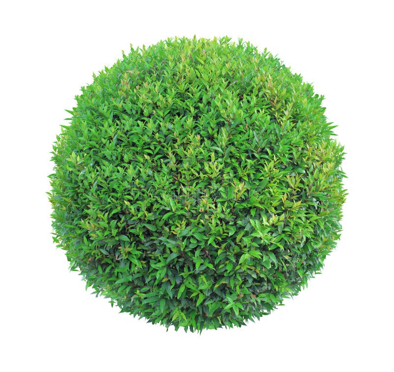 Round Pom-pom Shape Clipped Topiary Tree Isolated on White Background for Formal Japanese and English Style Artistic Design Garden Stock - Image of dome, 128694683