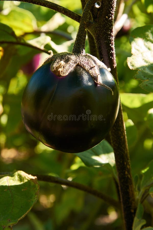 Round Ripe Eggplants Growing Stock Image Image of leaf, shape 194503977