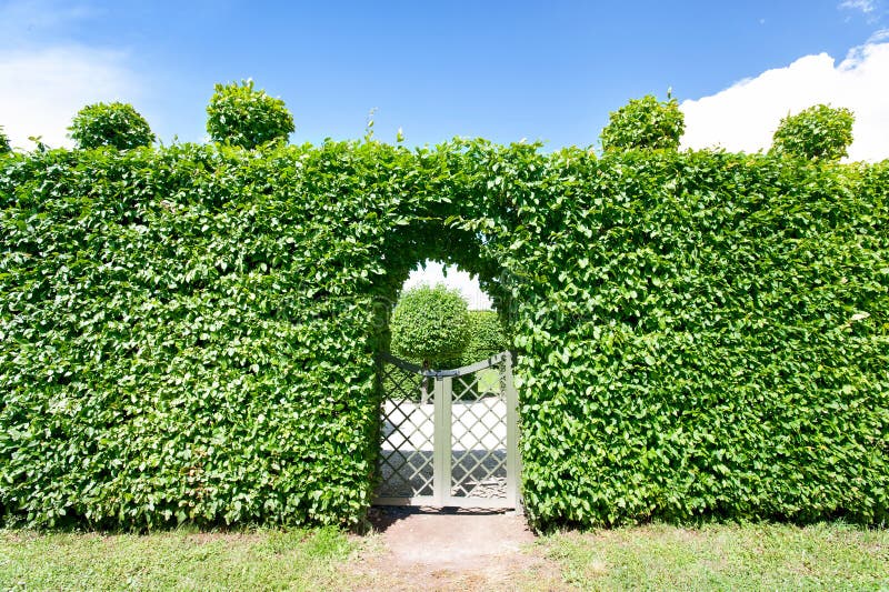 round-shaped-topiary-green-trees-hedge-ornamental-garden-round-shaped-topiary-green-trees-hedge-ornamental-garden-blue-109489862.jpg