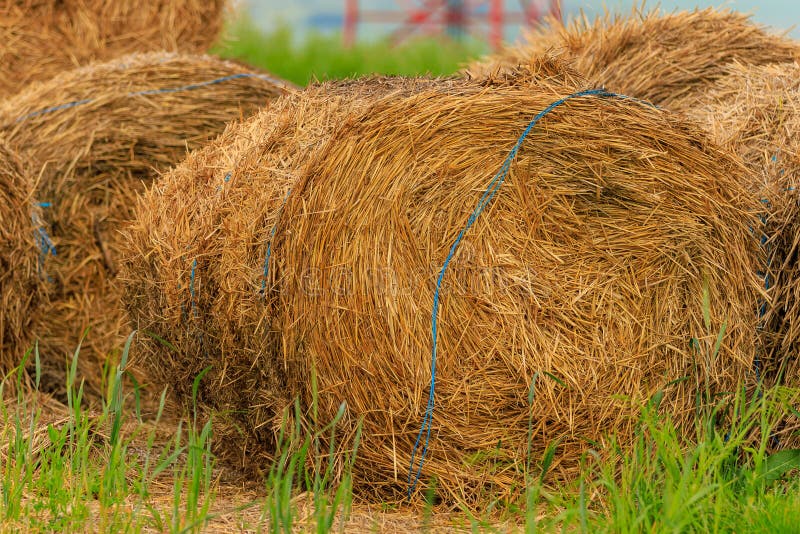 Round Sheaves of Hay in Rolls. Background with Copy Space Stock Image ...