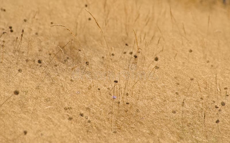 Round Spiky Seed Pods in Dry Yellow Grass Stock Image - Image of seed ...