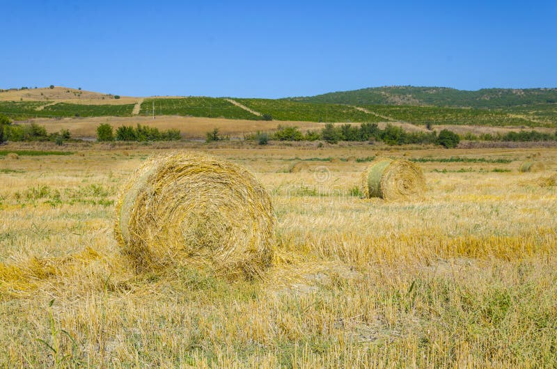 Round Straw Bales on Farmland Stock Image Image of landscape