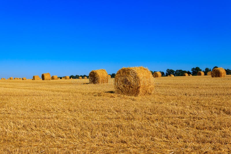 Round Straw Bales on Field after the Grain Harvest Stock Image Image