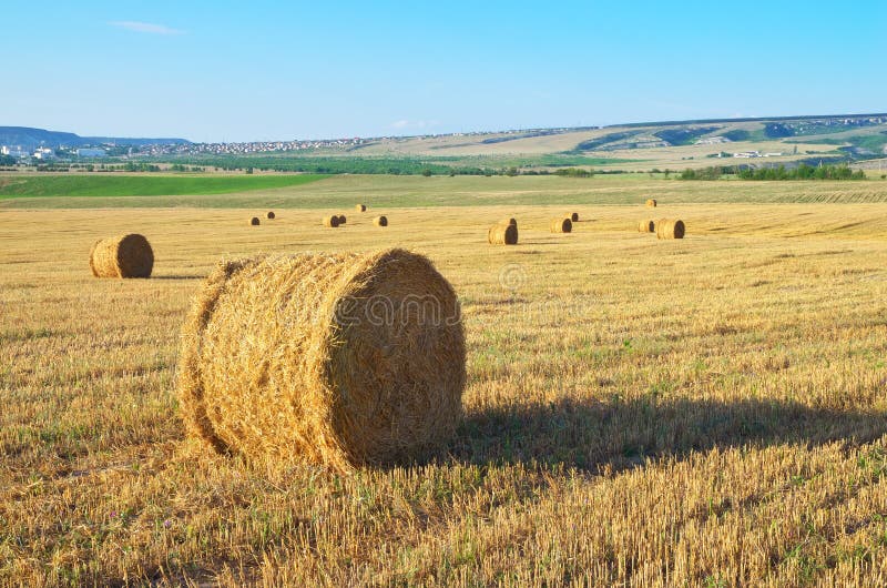 Round straw bales on field stock image. Image of grain 147338627