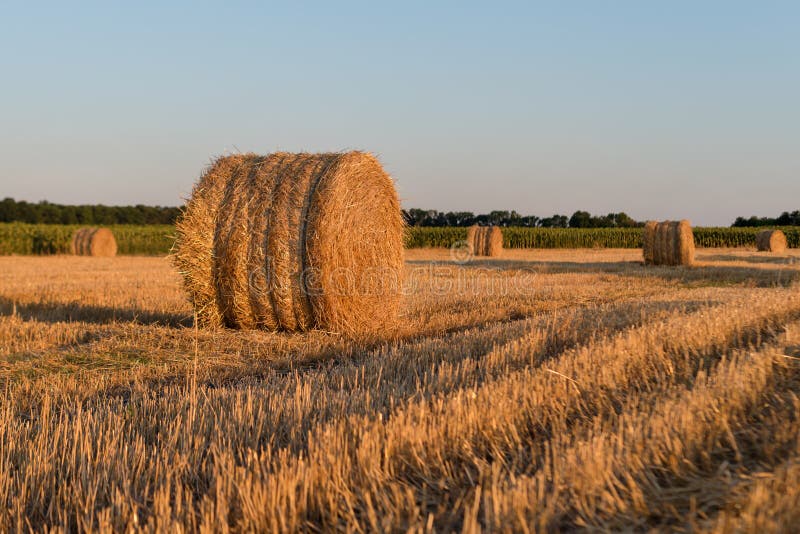 Round Straw Bales in Harvested Field in the Evening. Field with Straw