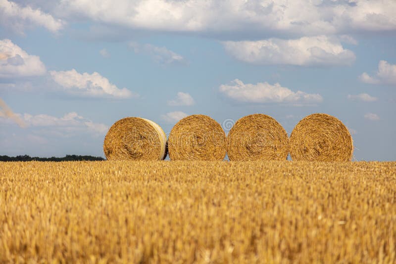 Some Round Straw Bales Lie on the Field after the Grain Harvest Stock