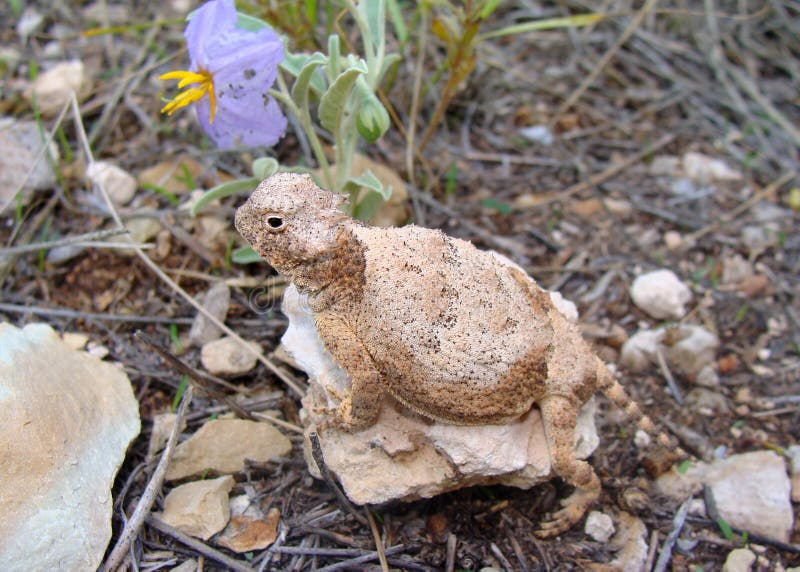 Round-tailed Horned Lizard, Phrynosoma modestum