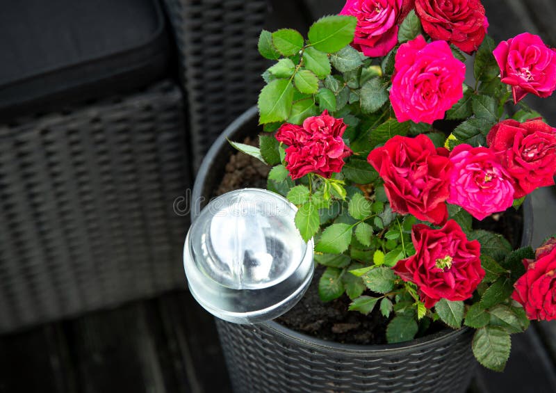 Round transparent self watering device globe inside potted rose plant soil in home garden. Round transparent self watering device globe inside potted rose plant royalty free stock image