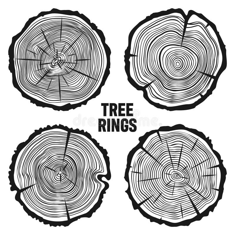 Round Tree Trunk Cuts with Cracks, Sawn Pine or Oak Slices, Lumber. Saw ...