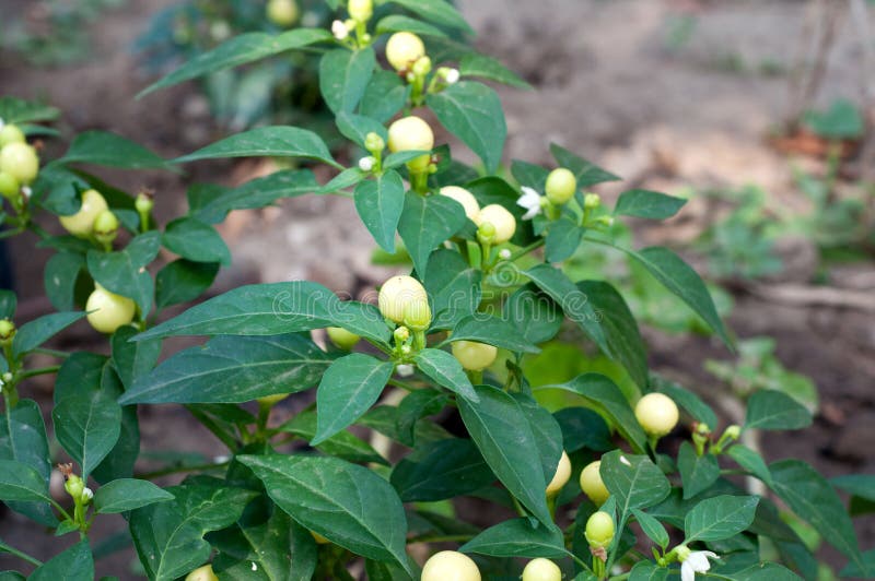 Round White Decorative Hot Pepper on a Bush in the Ground. Growing Hot