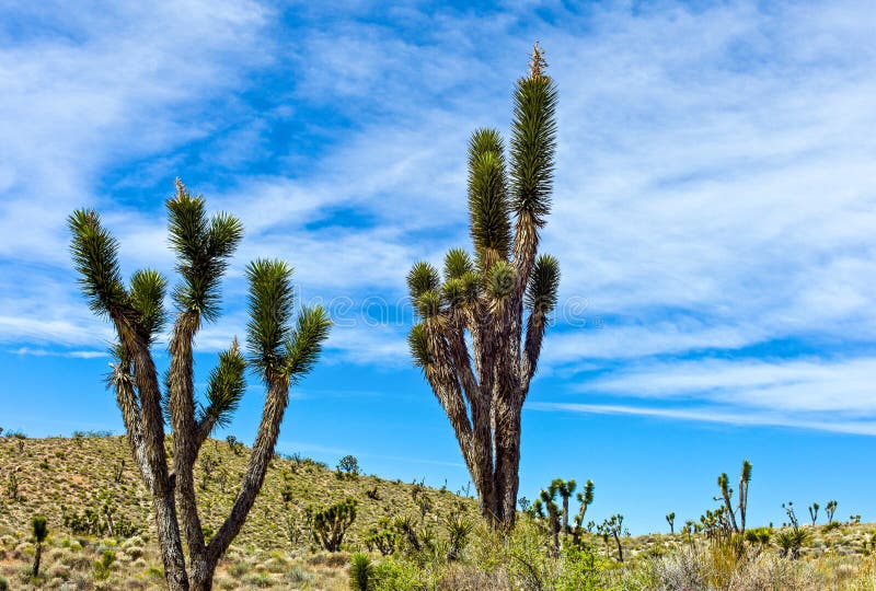 U.S.A. California, the Joshua trees in the Mojave National Reserve near the Route 66