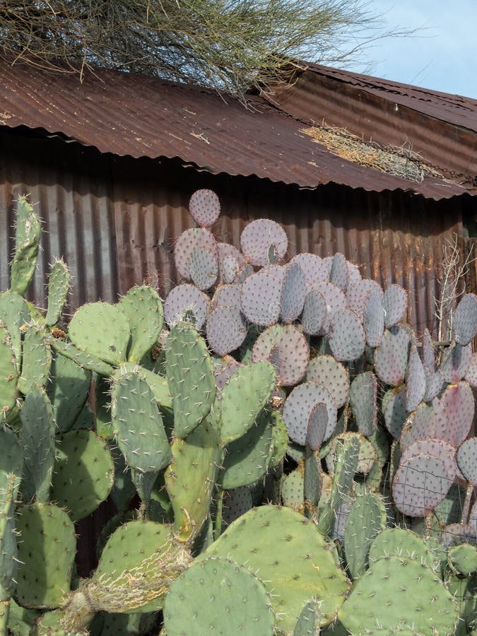 Cactus and an old metal building, Route 66 in Arizona. Cactus and an old metal building, Route 66 in Arizona