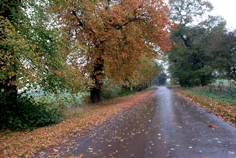 Leaves fall on the road surface in autumn or fall. Leaves fall on the road surface in autumn or fall.