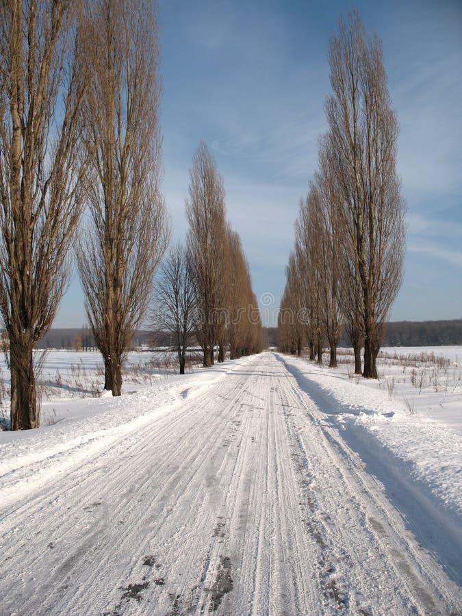 Country winter road leading into a winter forest. Country winter road leading into a winter forest