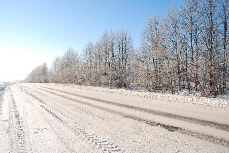 The road with tracks of many cars; planting of trees with hoar-frost on branches. The road with tracks of many cars; planting of trees with hoar-frost on branches