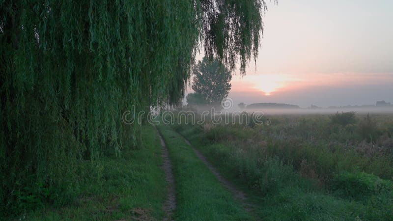 Route de terre rurale dans le brouillard à l'aube. au-dessus du sentier suspendu aux branches de saule au lever du soleil. lever d banque de vidéos